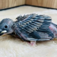 人気上々☆　手乗り鳥おススメでｺﾞｻﾞｲﾏｽ！　桜文鳥～～