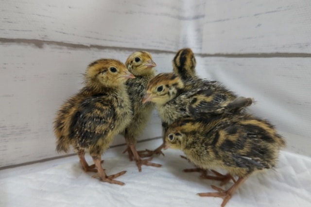 かわいいピヨピヨ~🐣 並ウズラ かわいいピヨピヨ~🐣 並ウズラ