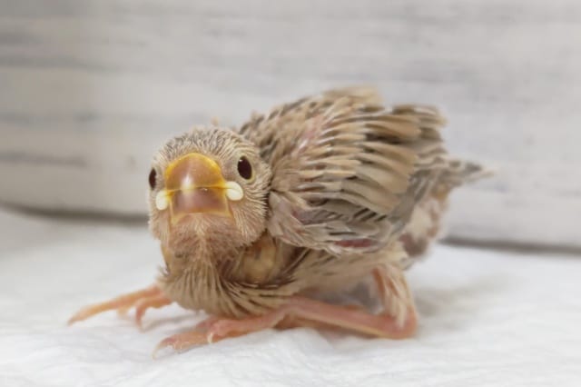 シナモンカラーが目を引きます✨　シナモン文鳥