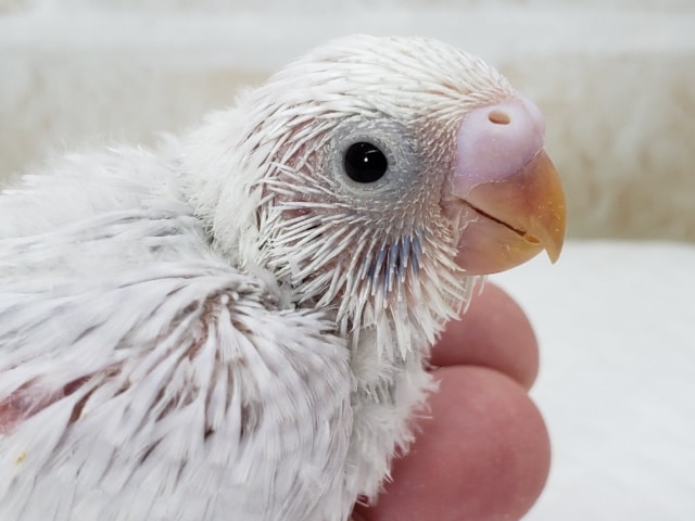 ライラックセキセイインコ入荷です！