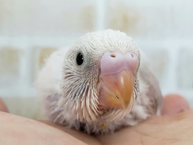 ライラックのセキセイインコ入荷です！その2