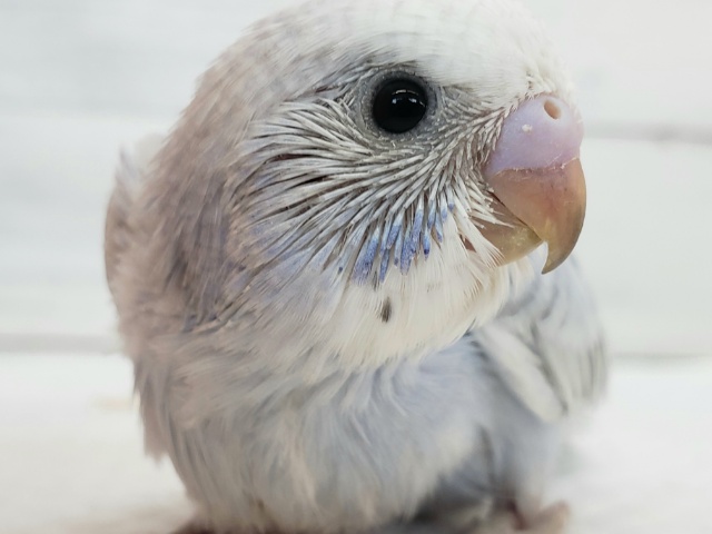 こりゃ～たまらん！セキセイインコパステルオパーリン