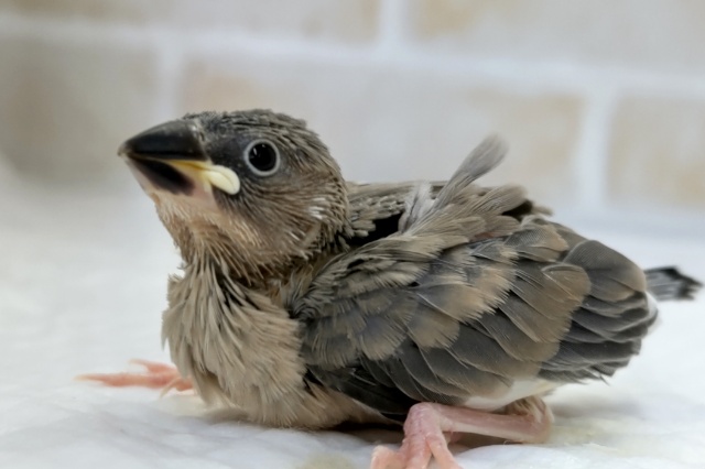 とっても元気いっぱいです～🌸　桜文鳥