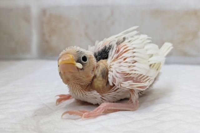 キレイな白が魅力です～🤍　白文鳥