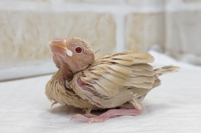 とっても魅力的なカラーです～💖　シナモン文鳥　シナモン文鳥