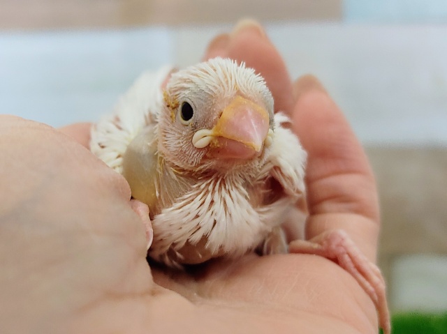 首の後ろに黒のチャームポイント❤白文鳥のヒナ入荷しました〜✨