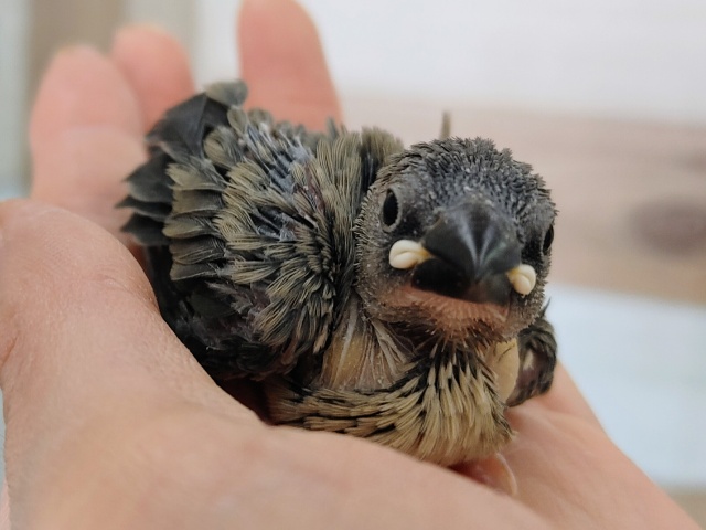 桜文鳥のヒナ❤入荷しました〜✨