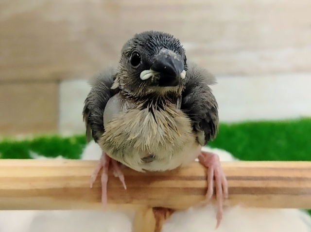 最新画像更新❤コロコロっと！桜文鳥さんがやってきたっ！