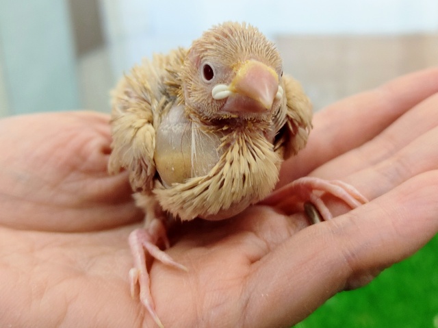 シナモン文鳥のヒナ入荷しました〜❤