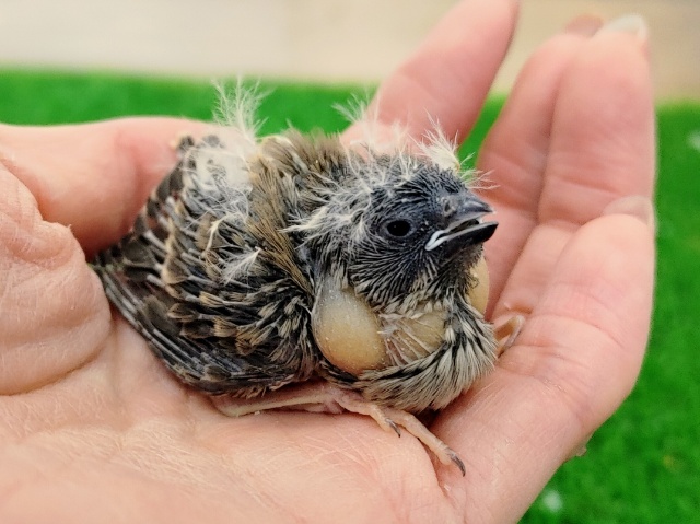 ミニ！！✨キンカチョウのヒナ入荷しました〜❤