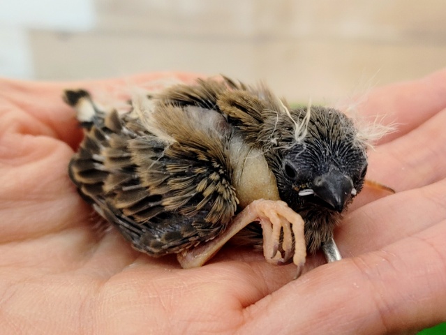 小さくて可愛い✨キンカチョウのヒナ入荷しました〜❤