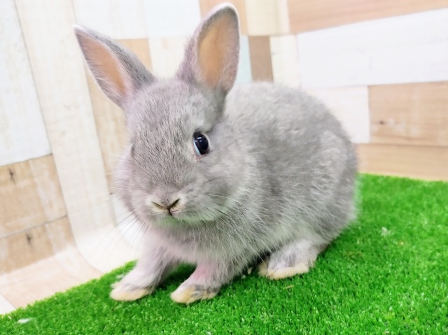 ネザーランドドワーフラビット(ブルー)入荷しました❤