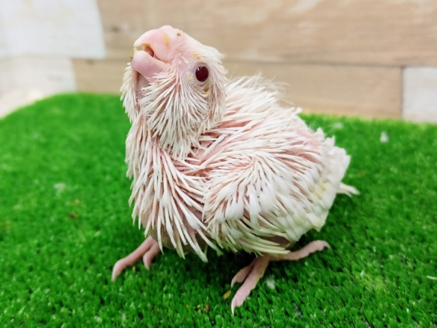 オカメインコ(ピュアホワイト)入荷しました❤