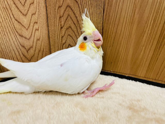 オカメスマイルが本当にｽﾃｷなコ！　オカメインコ　ルチノー～～