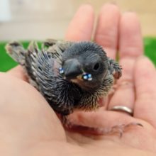 久々の入荷✨コキンチョウのヒナやってきました〜❤