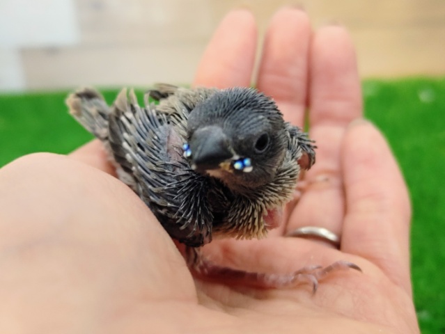 久々の入荷✨コキンチョウのヒナやってきました〜❤