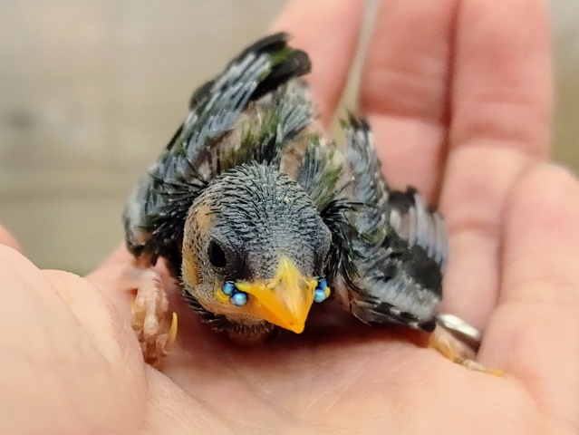 当店初入舎❤チモールセイコウチョウのヒナ入荷しました〜❤