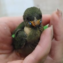 ついに二和店にも！！日の丸鳥のヒナ入荷しました〜❤