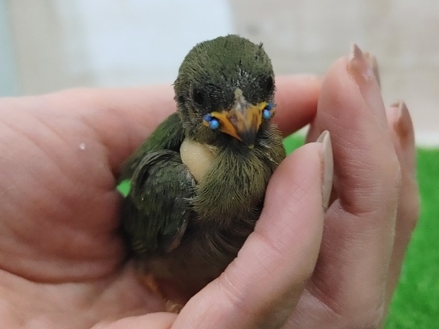 ついに二和店にも！！日の丸鳥のヒナ入荷しました〜❤