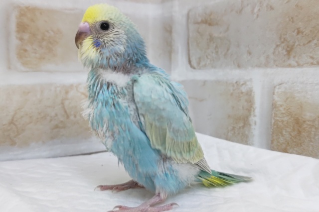 美しい淡～いレインボー🌈　セキセイインコ(パステルレインボー)