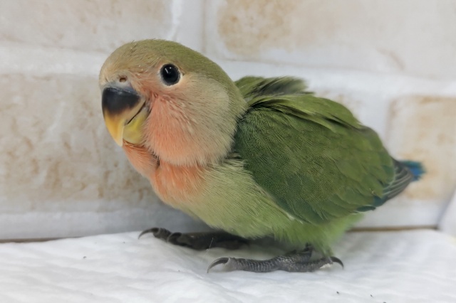 可愛さ満開～🌸　コザクラインコ(ノーマル)