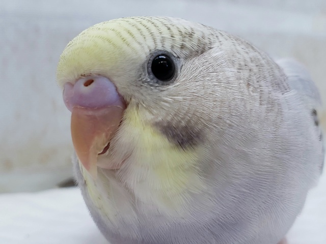 黄色いお顔が素敵です～💛　セキセイインコ(イエローフェイスシナモンオパーリン)