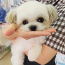 MIX犬（チワワ✕シーズー）男の子♪お散歩大好き!