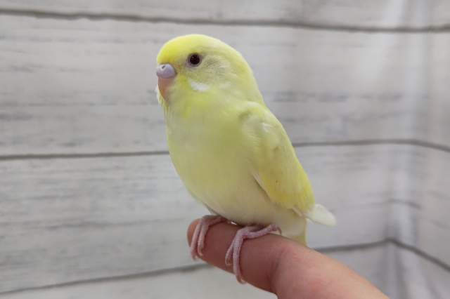 最新画像あり！　優しい～色合い～🥰　セキセイインコ(クリーム)