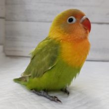 最新画像あり！　情熱的なカラー🔥　ヤマブキボタンインコ
