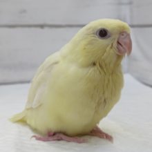 最新画像あり！　サザナミインコクリームイノ入荷です。
