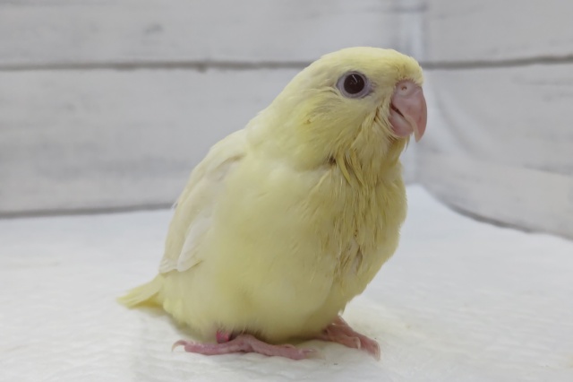 最新画像あり！　サザナミインコクリームイノ入荷です。