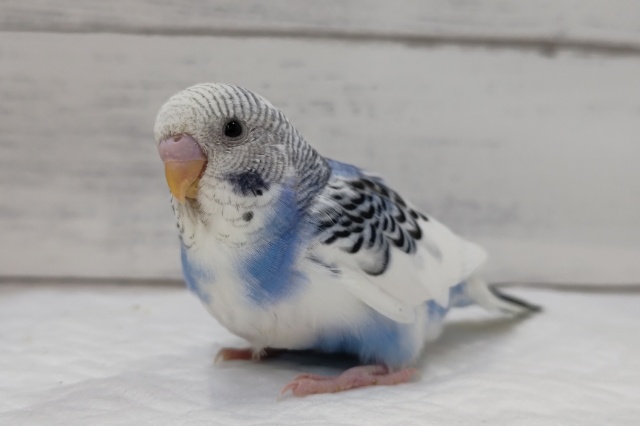 青空と雲～⛅　セキセイインコ(ブルーパイド)