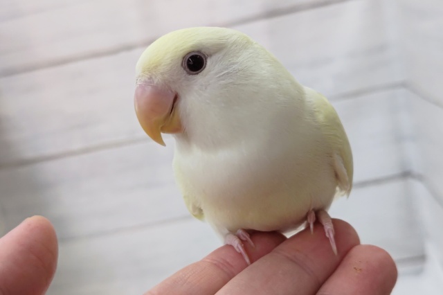 最新画像あり！　赤目と優しい～色合い✨　コザクラインコ(クリームルチノー)