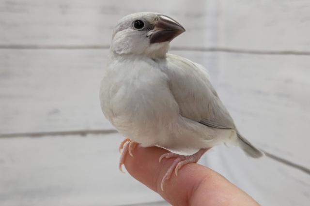 最新画像あり！　ギラリんっと輝く🌟　シルバー文鳥