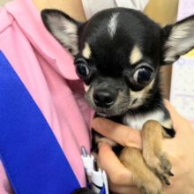 スムースコートチワワ（ブラックタン&ホワイト）男の子♪シャイボーイがやって来た！