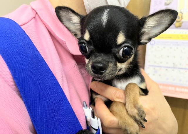 スムースコートチワワ（ブラックタン&ホワイト）男の子♪シャイボーイがやって来た！