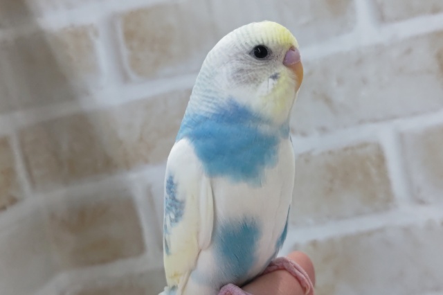 最新画像あり！　かきかき大好き～！セキセイインコパステルレインボーパイド