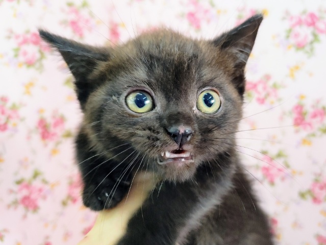 甘えん坊✨マンチカンの女の子入荷しました❤