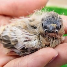 色変わり✨キンカチョウのヒナ入荷しました〜❤