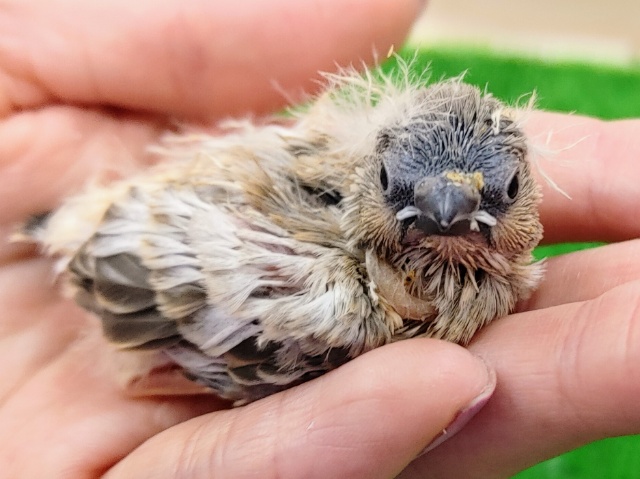 色変わり✨キンカチョウのヒナ入荷しました〜❤