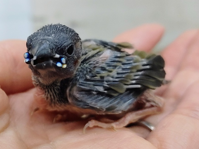 コキンチョウのヒナ✨入荷しました〜❤