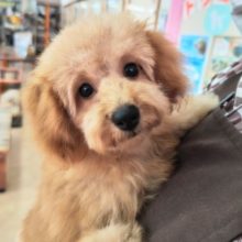 ケージデビュー！トイプードル（アプリコット）女の子♪ちょっぴり控えめ！