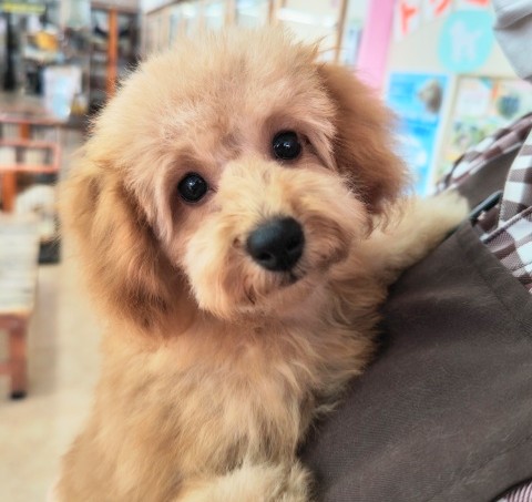 ケージデビュー！トイプードル（アプリコット）女の子♪ちょっぴり控えめ！