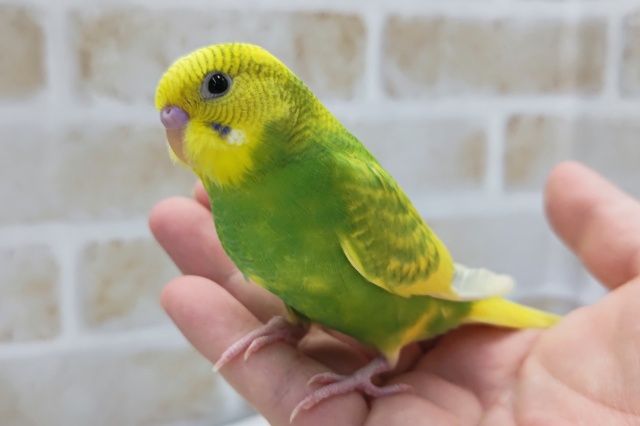 黄色と緑が鮮やか～💫　セキセイインコ(スパングルパイド)