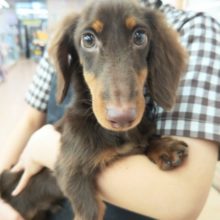 ミニチュアダックス(チョコレート&タン)男の子♪上目遣いにキュン❤お散歩練習中！