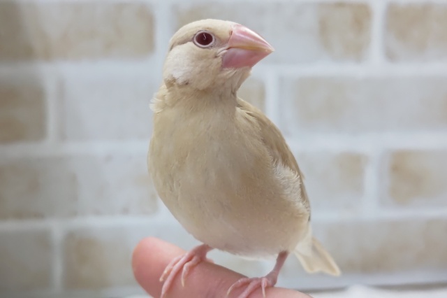 最新画像あり！　シナモン文鳥　つぶらな赤いおめめがかわいいです！
