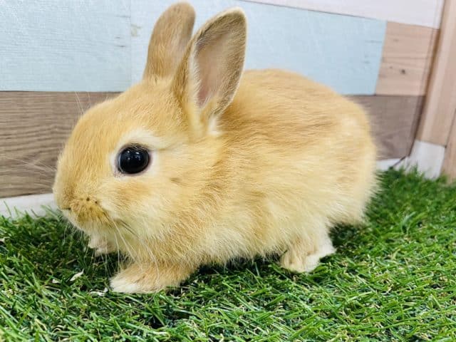 なでなで大好きな可愛いコ！ネザーランドドワーフのオレンジカラー！