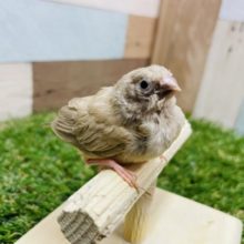 最新画像有り☆カメラ目線バッチリです！！小さくて可愛いキンカ鳥シナモンカラー♪