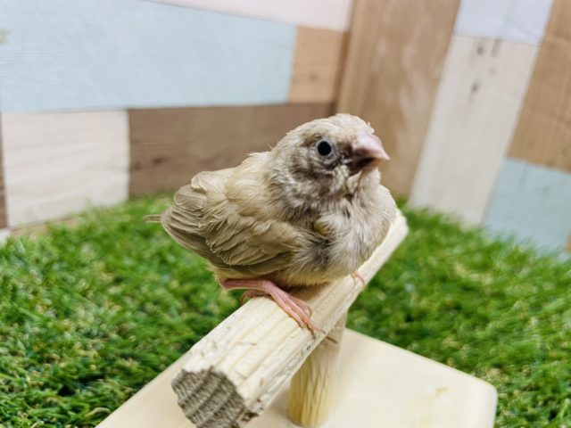 最新画像有り☆カメラ目線バッチリです！！小さくて可愛いキンカ鳥シナモンカラー♪