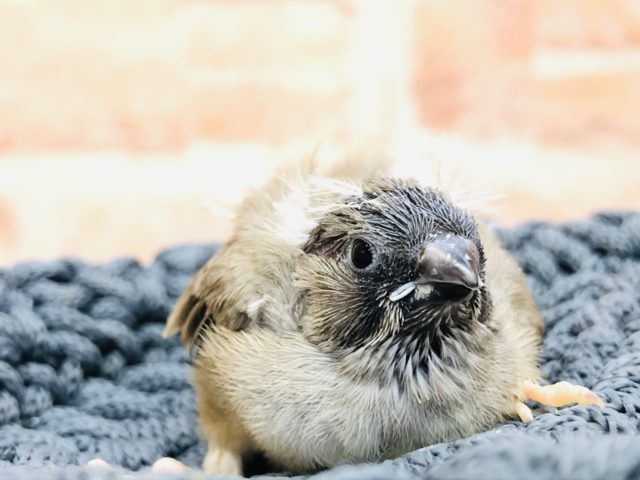 キンカ鳥が入舎しました！　Ｒ４　１１／２４撮影